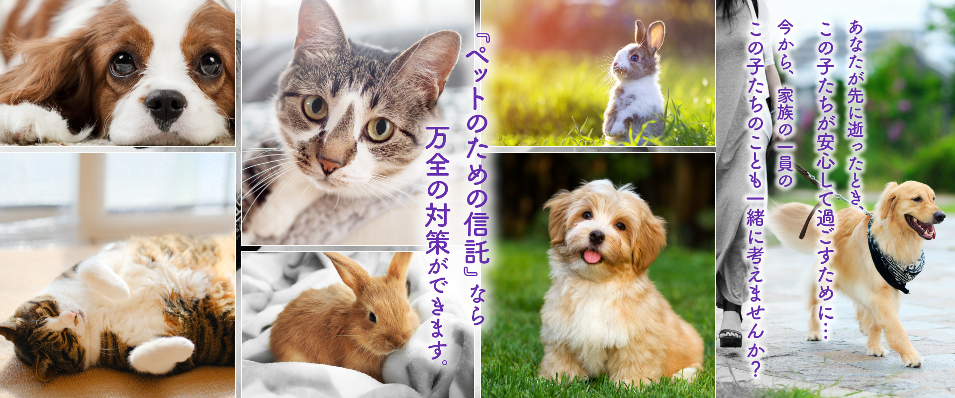 ペット信託で万全の対策。あなたが先に逝ったとき、ペットが安心して過ごすために